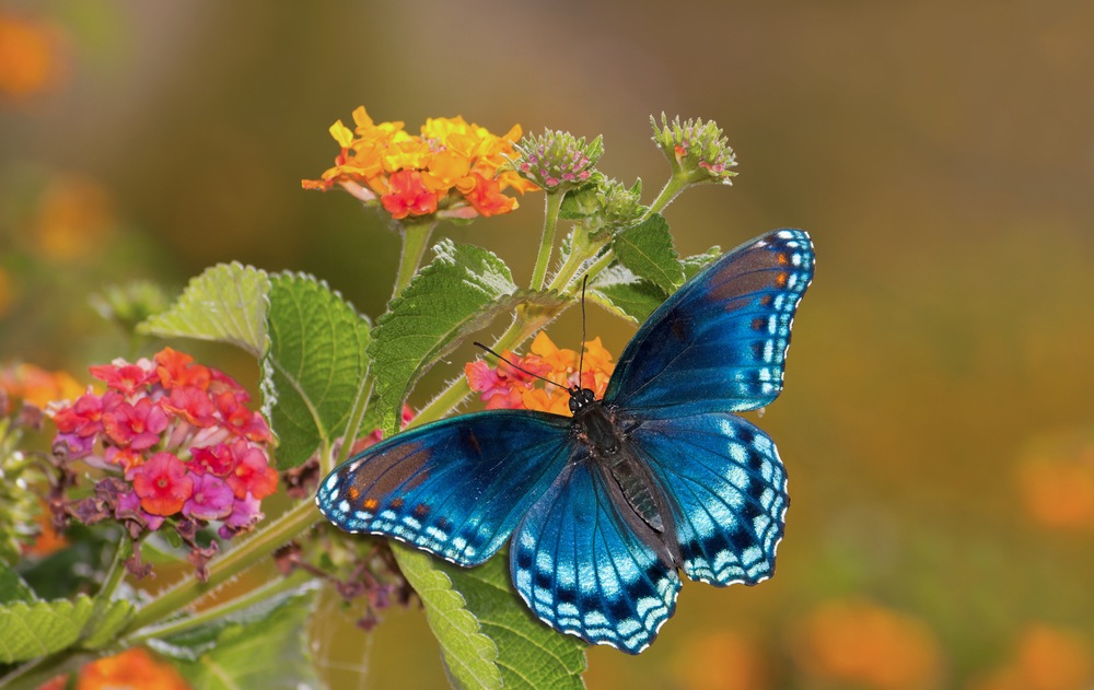 O que significa sonhar com borboleta? - Sonhar com ...